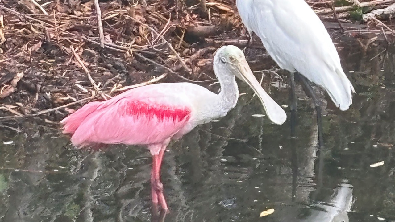 Photo of Others in Crystal Beach