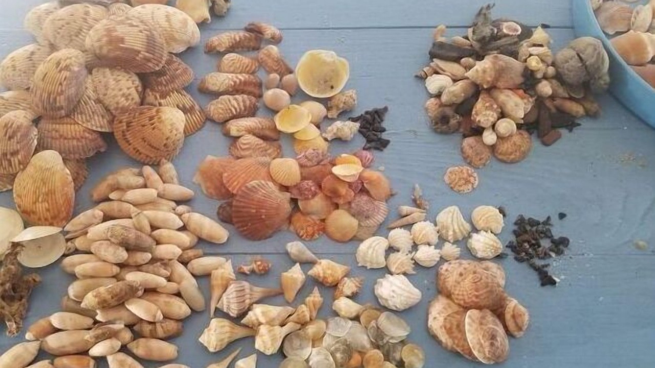 Photo of Others in Palm Island