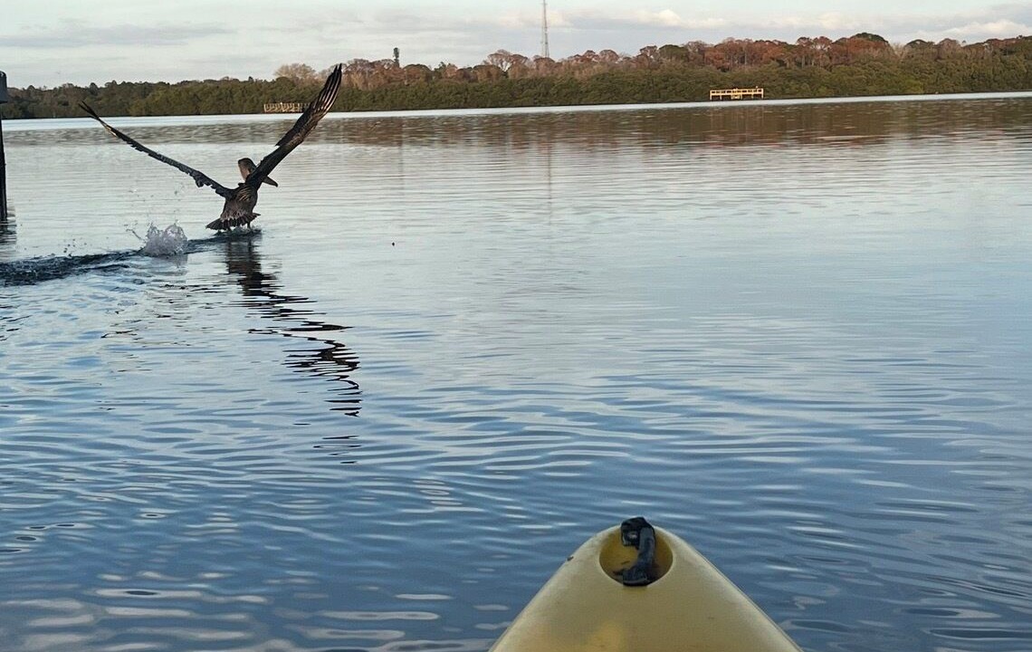 Photo of Others in Palm Harbor