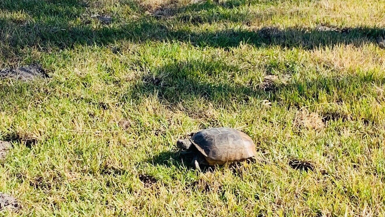 Photo of Others in New Smyrna Beach