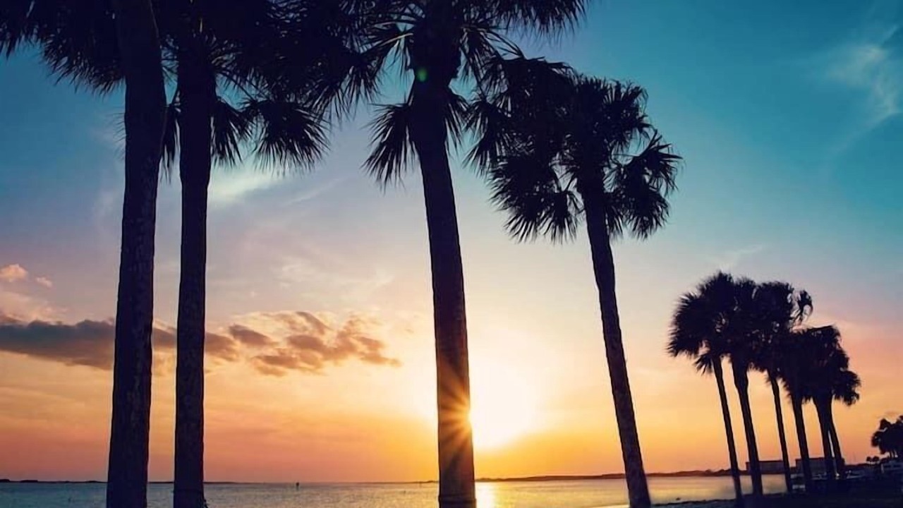 Photo of Others in Palm Harbor