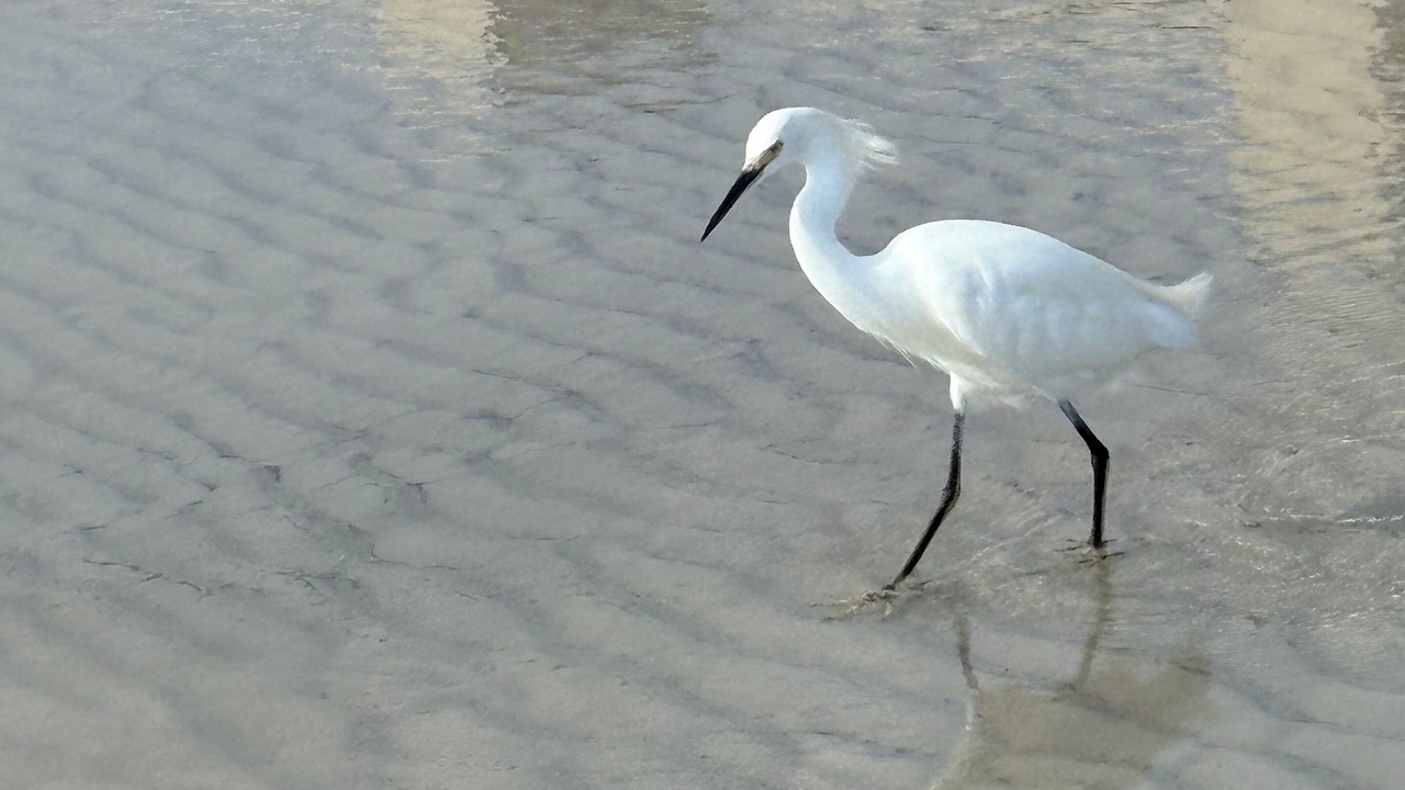 Photo of Others in Ponce Inlet