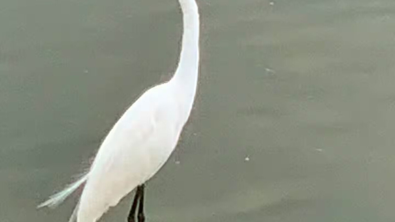 Photo of Others in Ocean Side Village