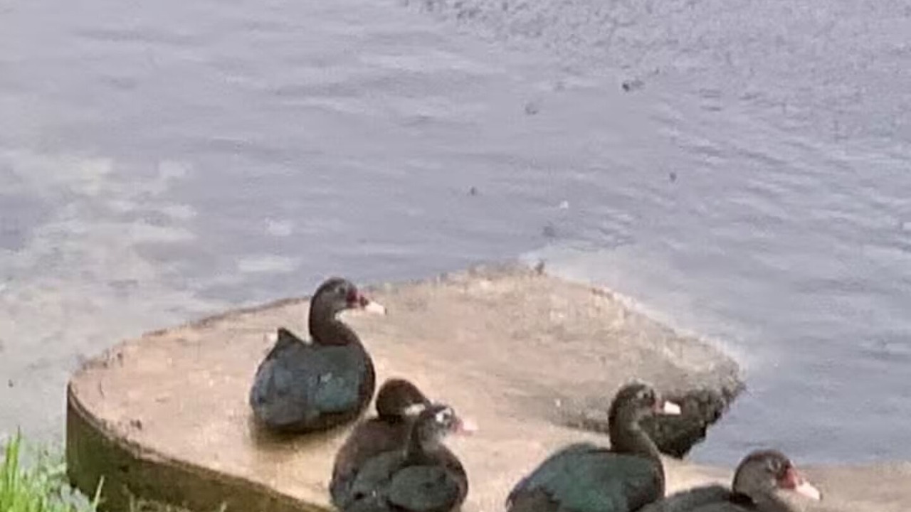 Photo of Others in Ocean Side Village