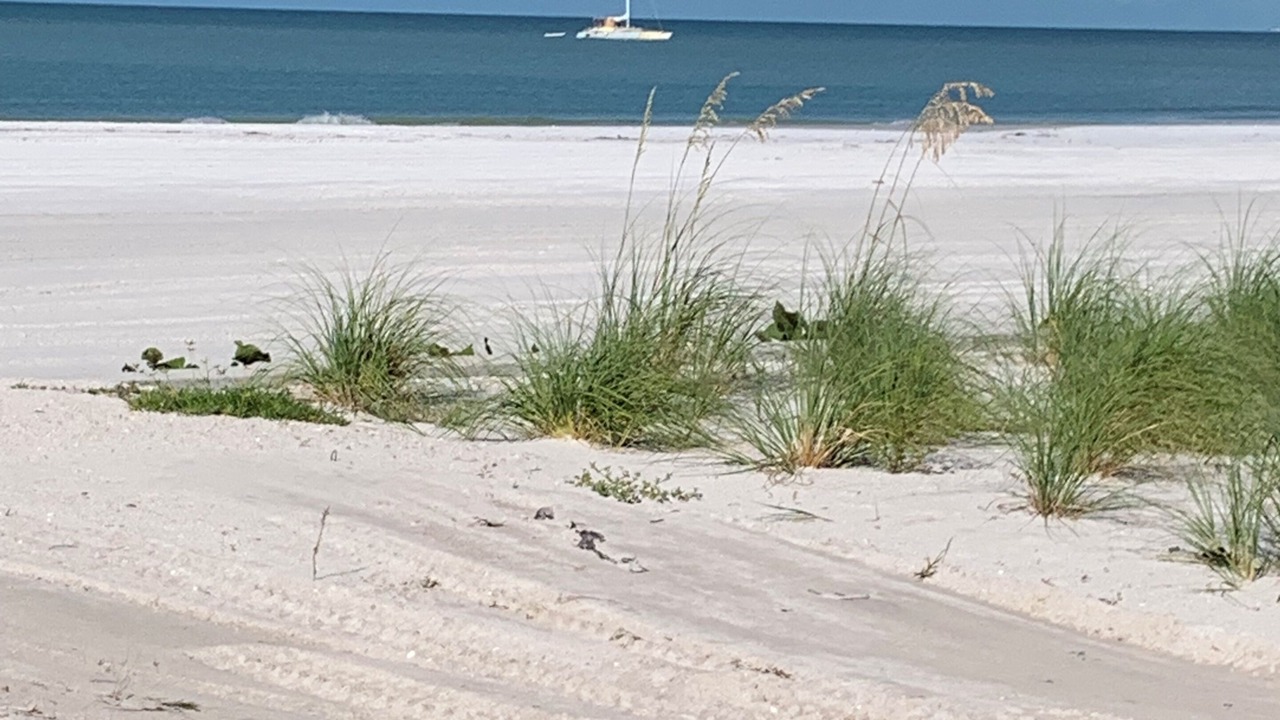 Photo of Others in Mid Island