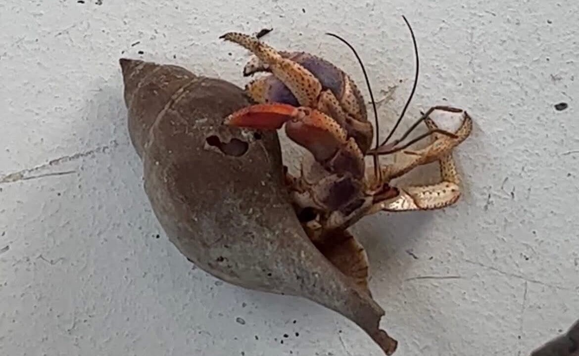 Photo of Others in Key West