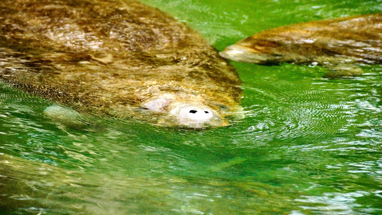 Photo of Others in Crystal River