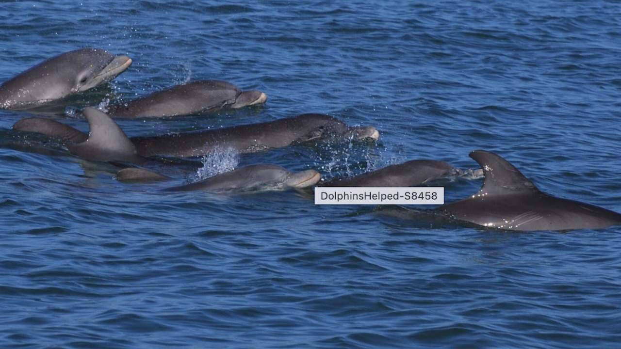 Photo of Others in Palm Harbor