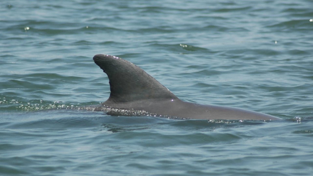 Photo of Others in Palm Harbor