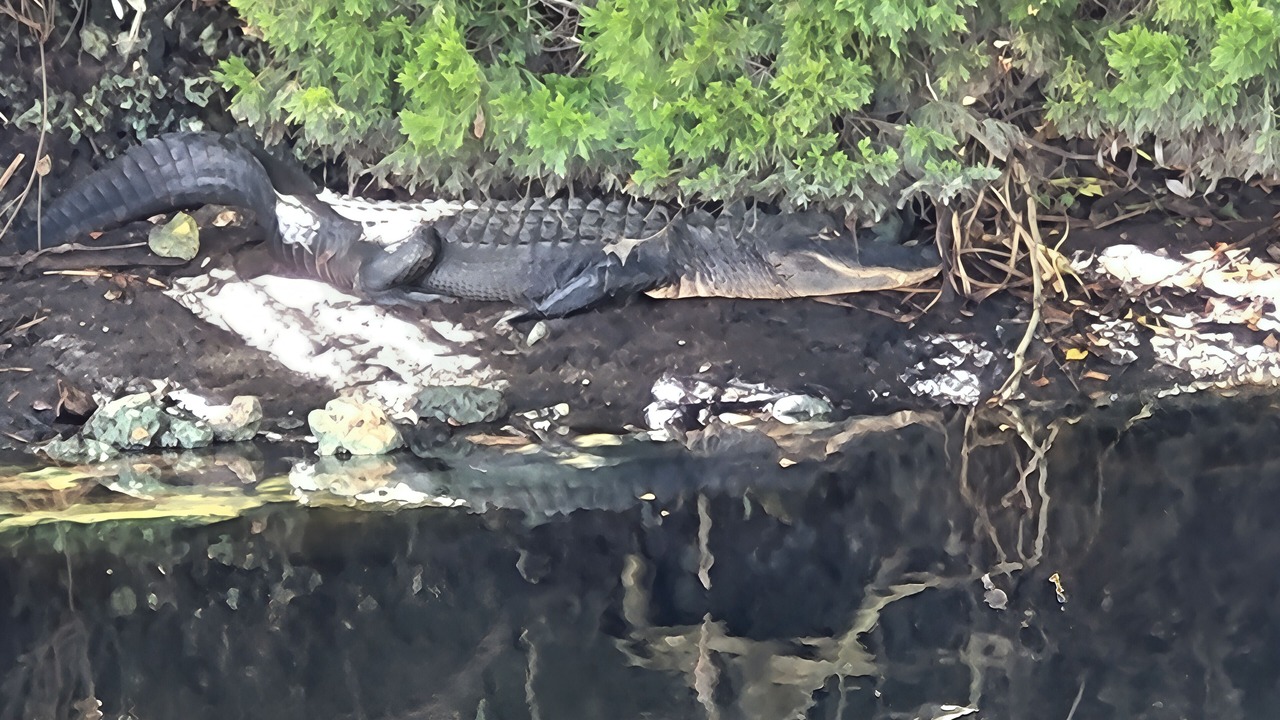 Photo of Others in Crystal River