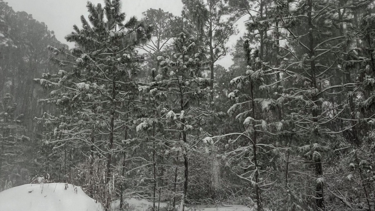 Photo of Others in South Pensacola