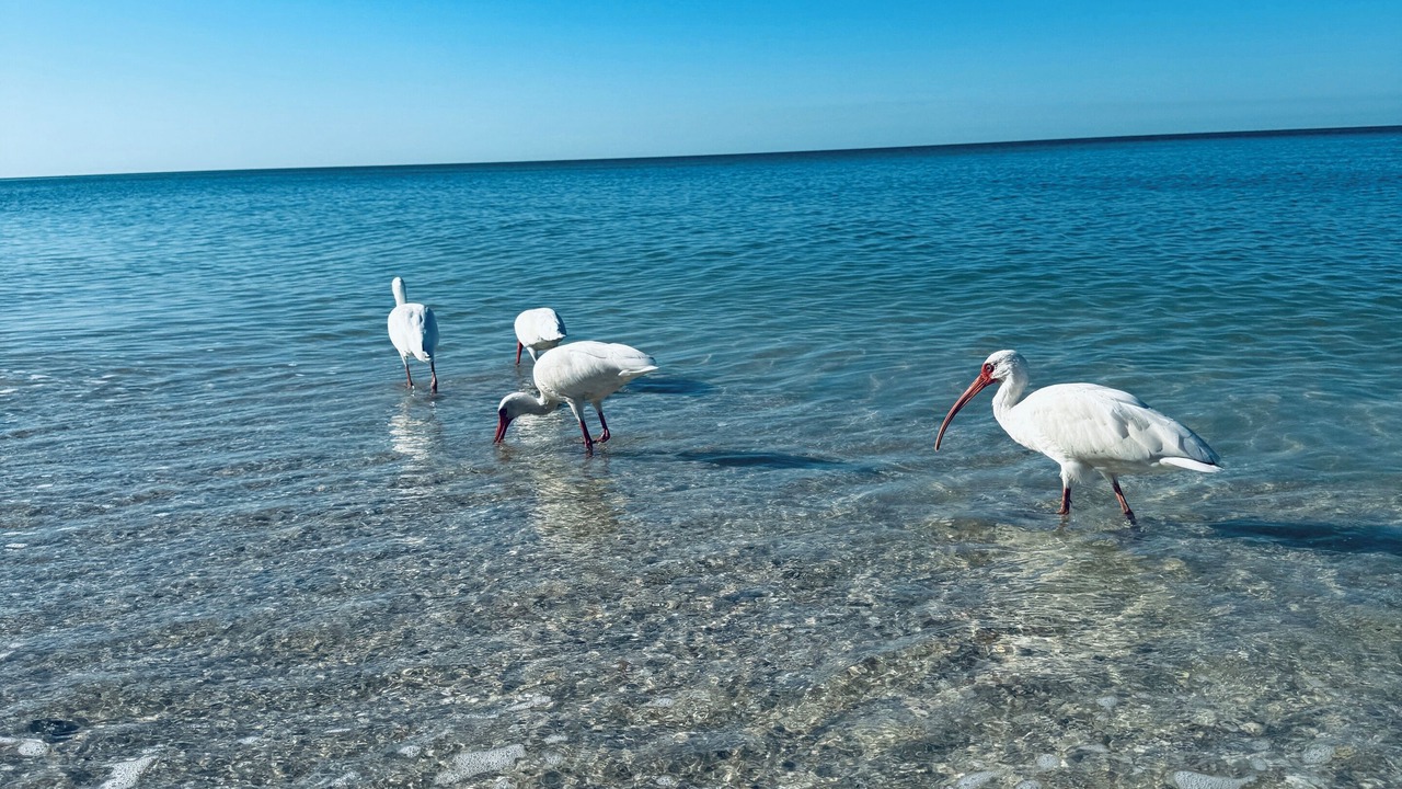 Photo of Others in Palm River Estates