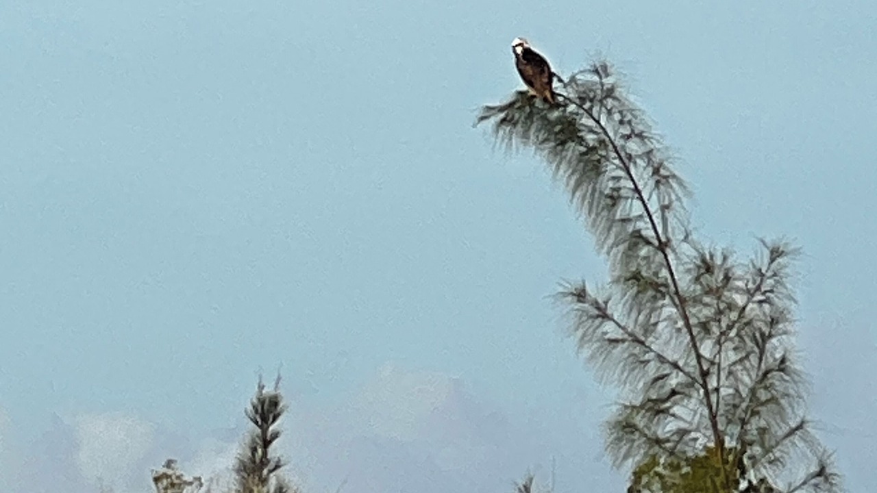 Photo of Others in Signal Cove
