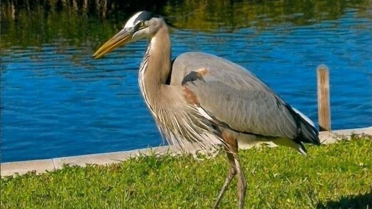 Photo of Others in Signal Cove