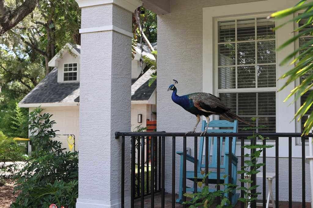 Photo of Outdoor in Indian Beach Sapphire Shores