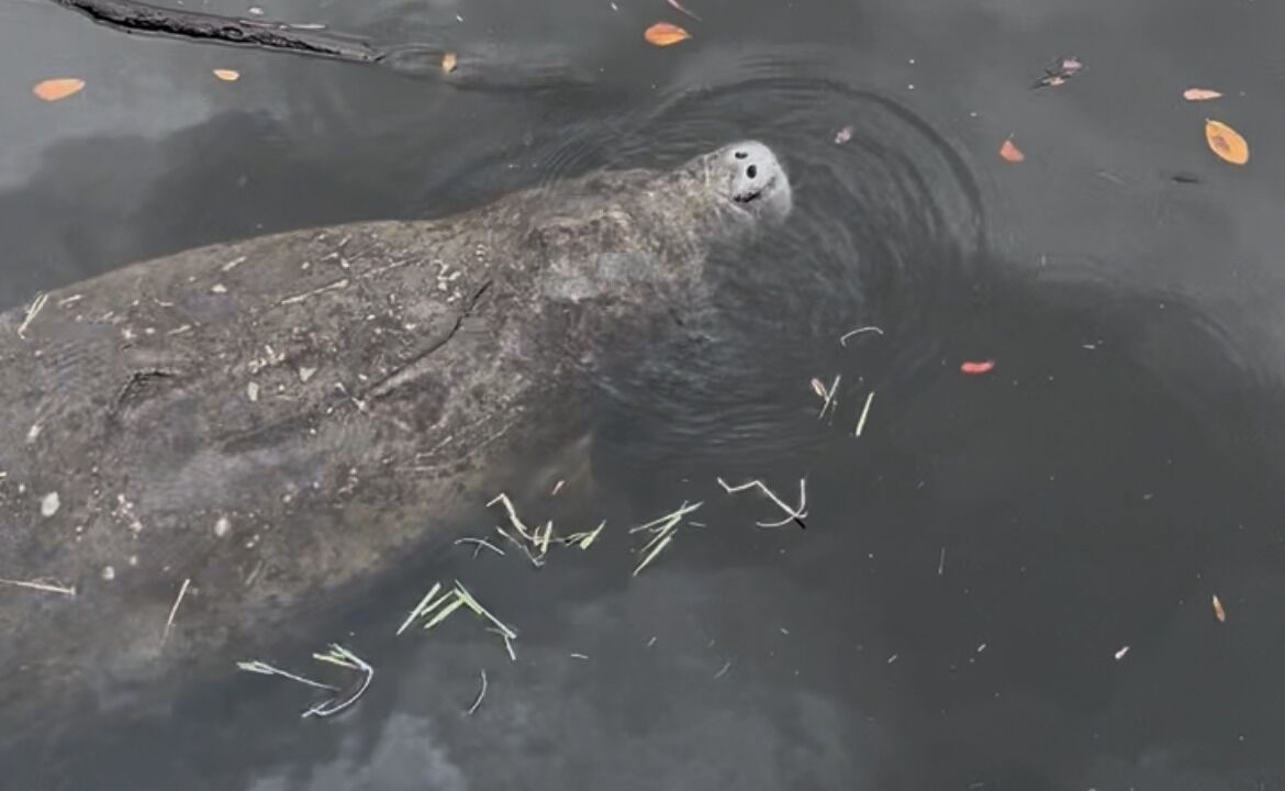 Photo of Others in Warm Mineral Springs