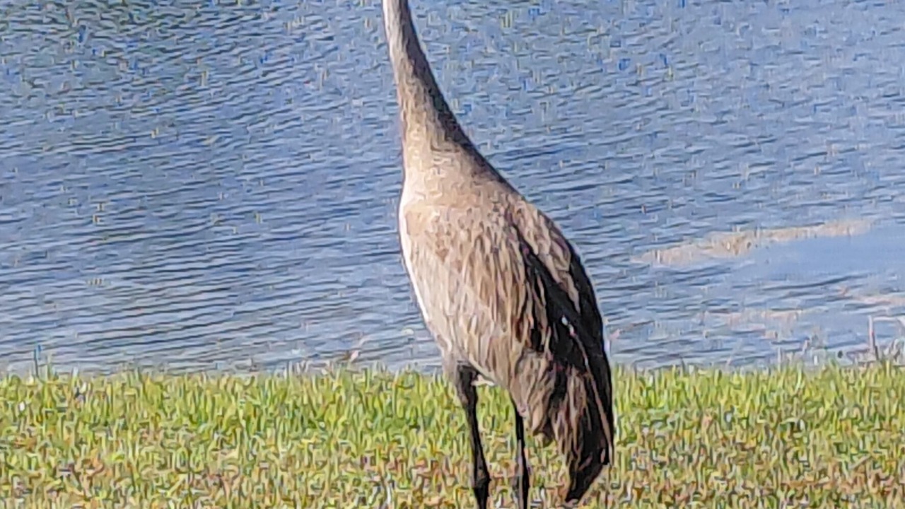Photo of Others in Port Richey