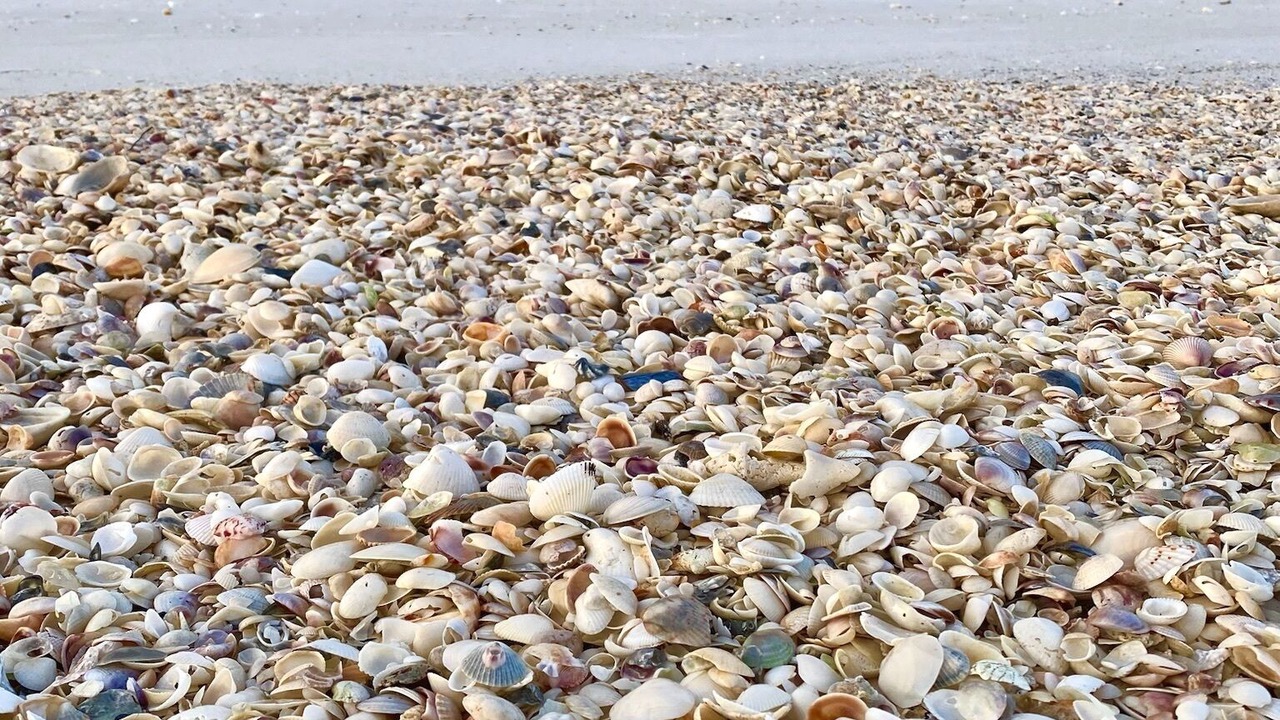 Photo of Others in North Captiva