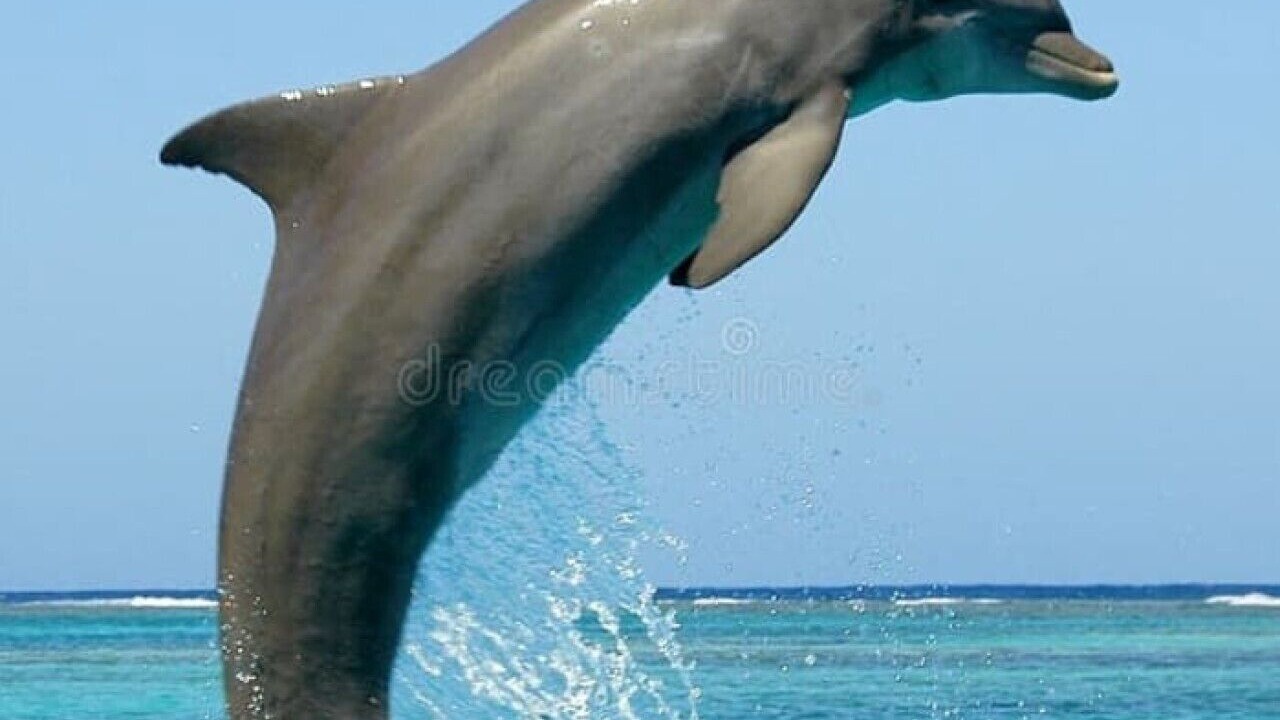 Photo of Others in Mid Island