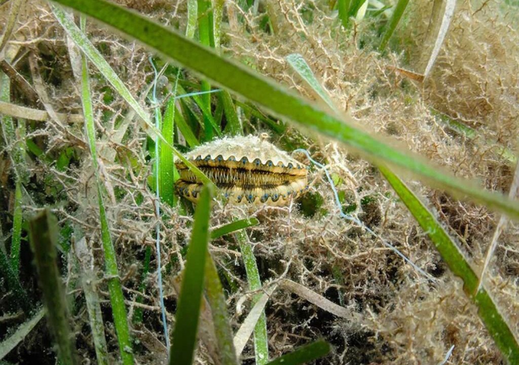 Photo of Others in Crystal River