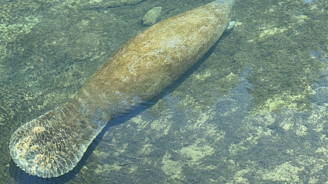 Photo of Others in Crystal River