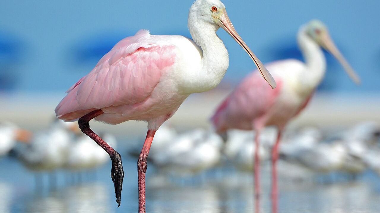 Photo of Others in Mid Island