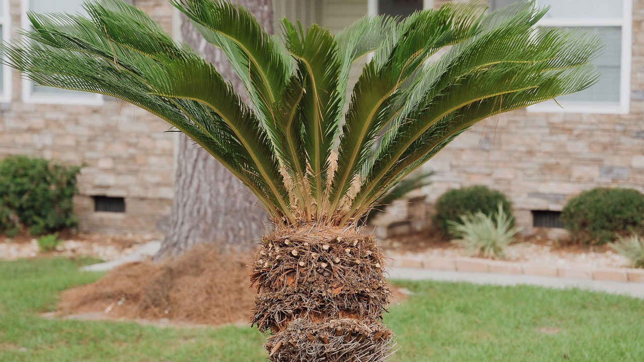 Photo of Outdoor in Tifton