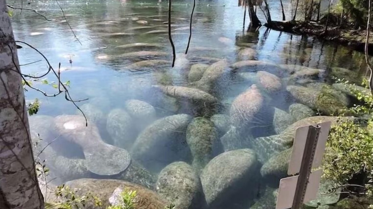Photo of Outdoor in Crystal River
