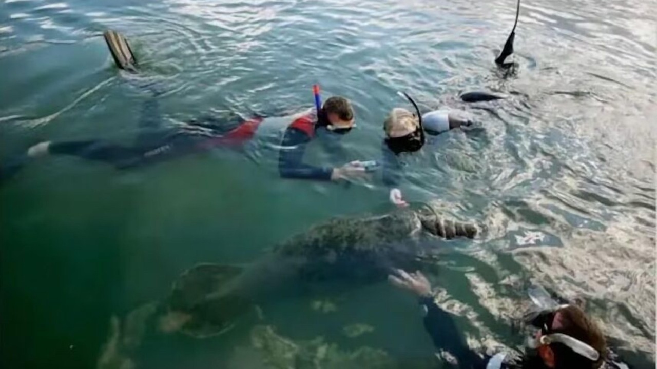 Photo of Others in Crystal River