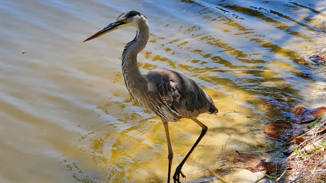 Photo of Others in Sanibel