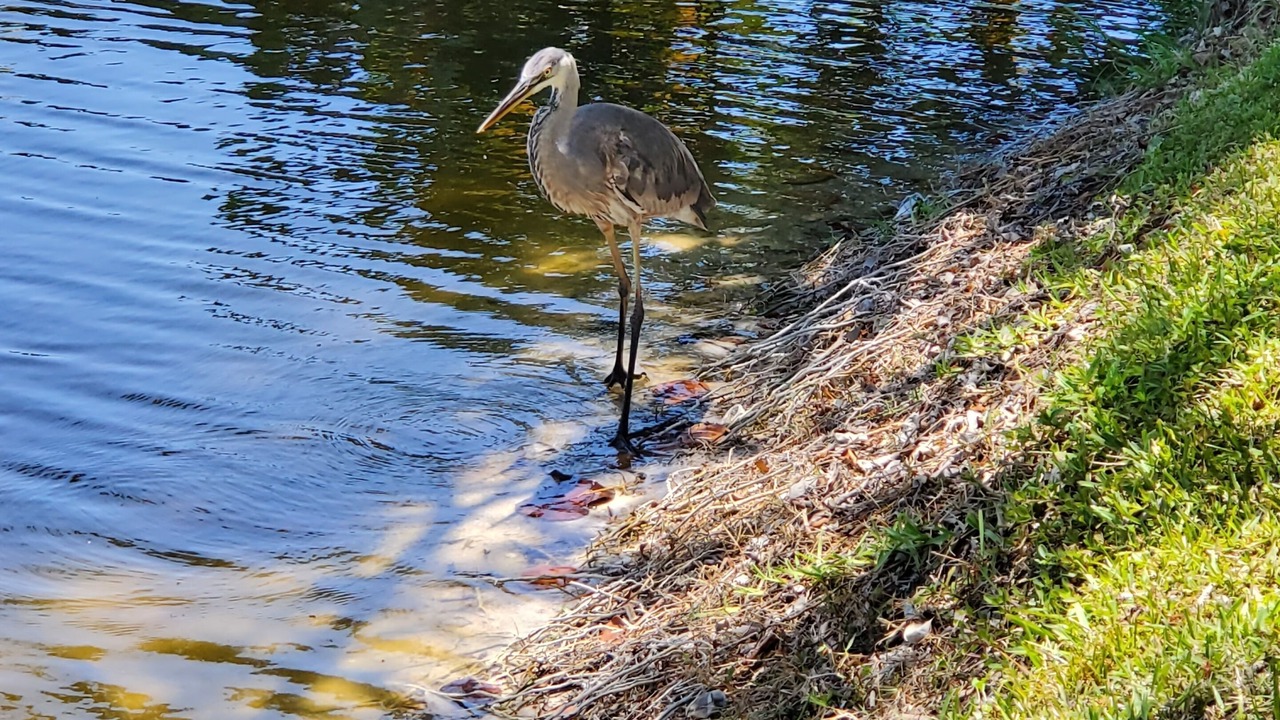Photo of Others in Sanibel