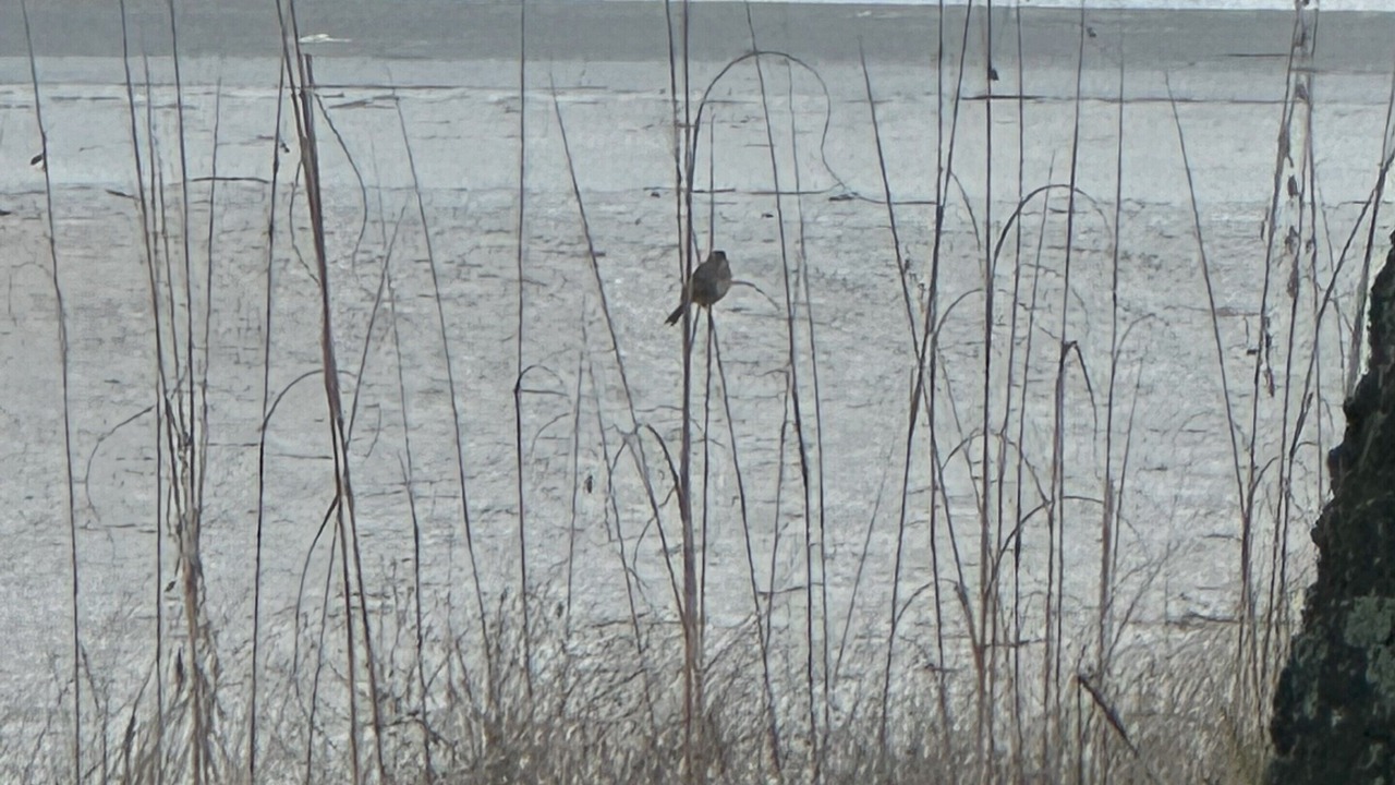 Photo of Others in Sea Island