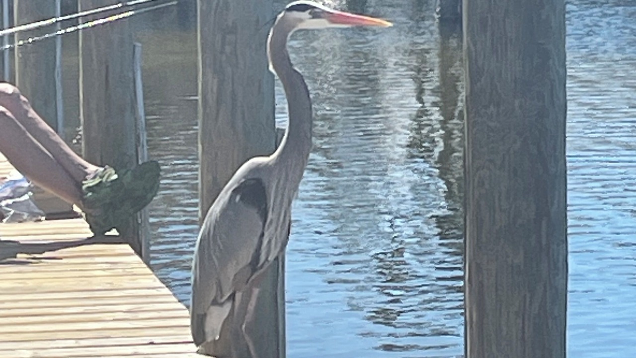 Photo of Others in Holiday Isle