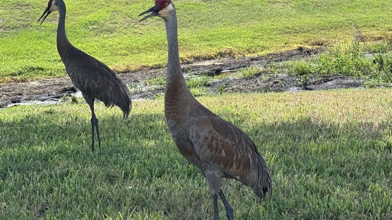 Photo of Others in Lakewood Ranch