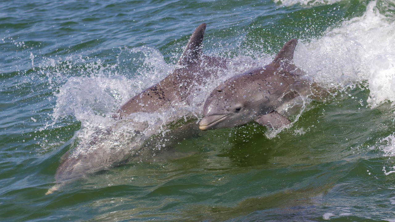 Photo of Others in Orlando Beach