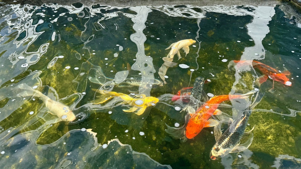 Photo of Others in Dolphin's Cove
