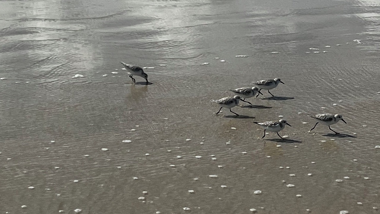 Photo of Others in Wildwood