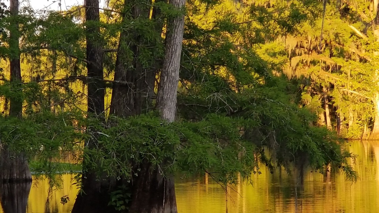 Photo of Others in Citrus Springs
