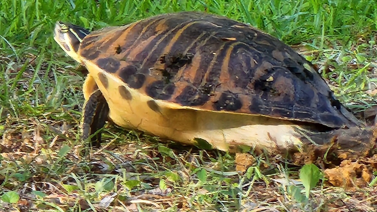 Photo of Others in Citrus Springs