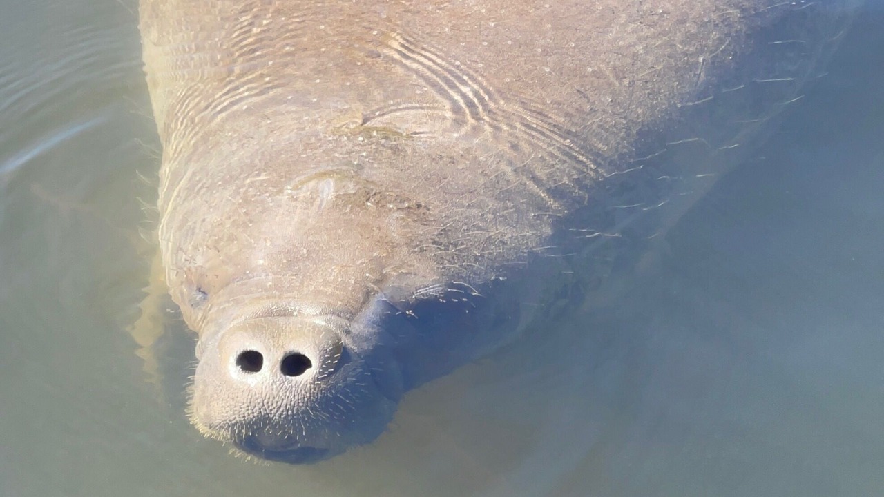 Photo of Others in Crystal River