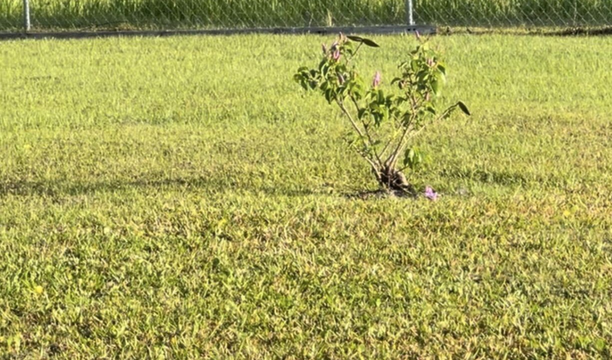 Photo of Others in Rural Estates