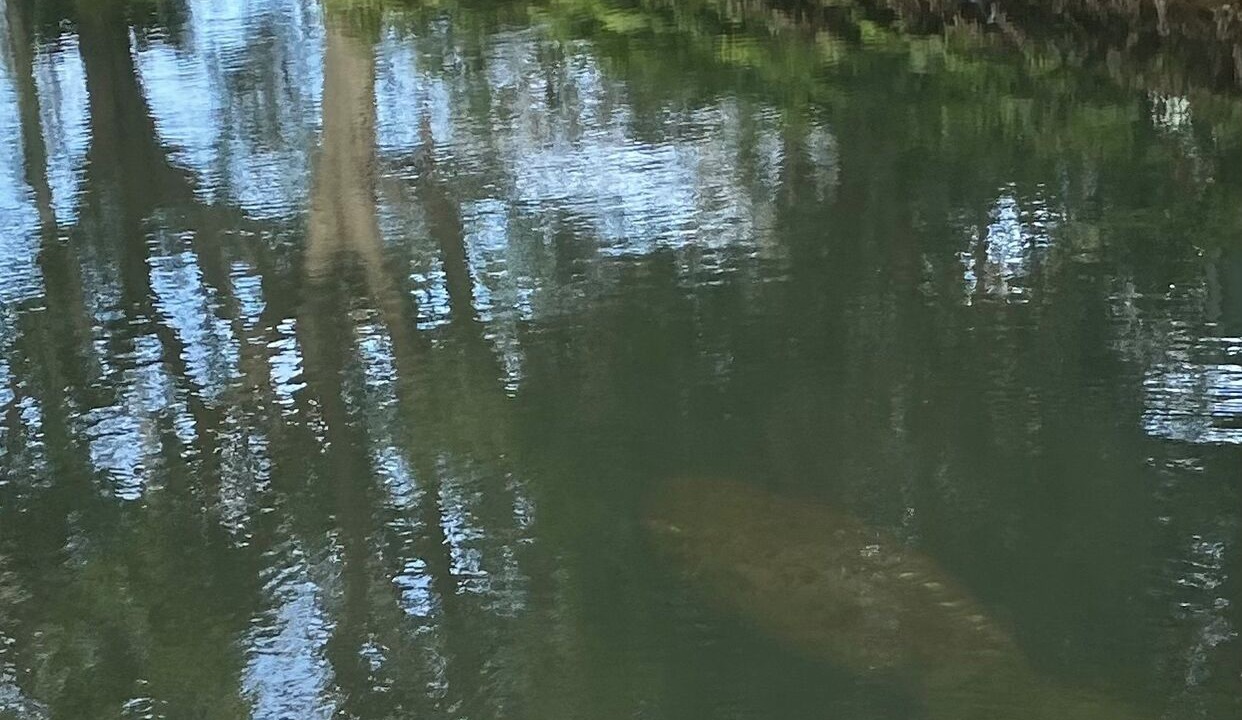 Photo of Others in Weeki Wachee Gardens