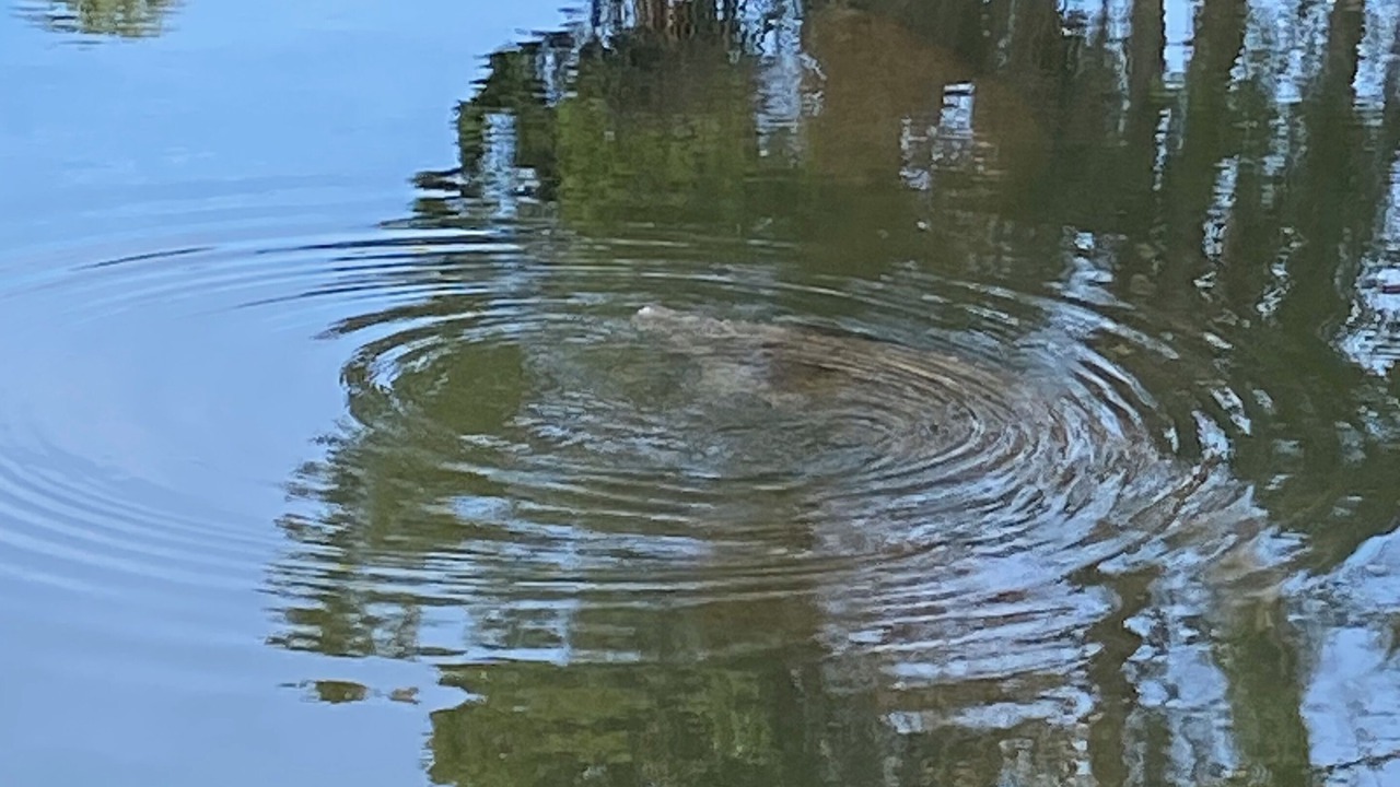 Photo of Others in Weeki Wachee Gardens
