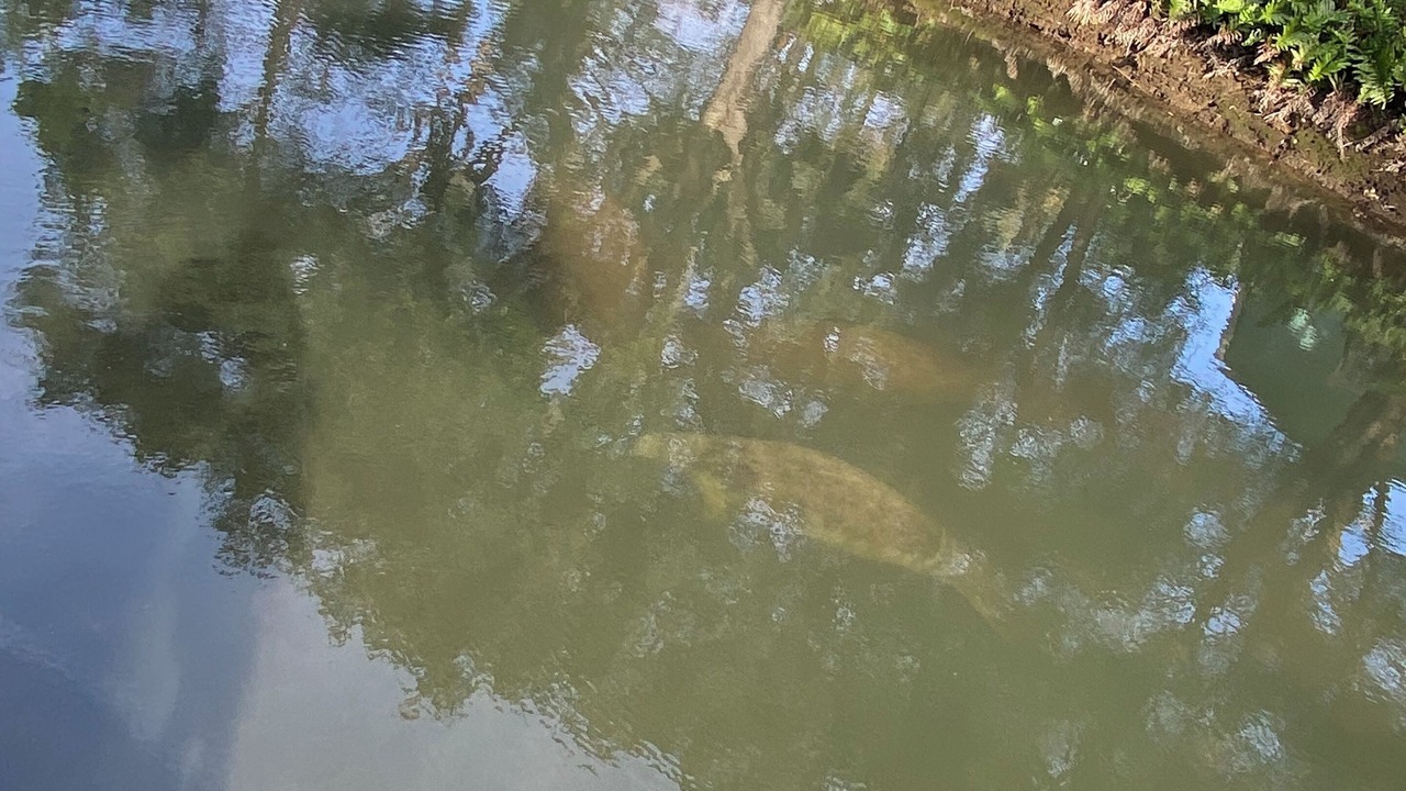 Photo of Others in Weeki Wachee Gardens