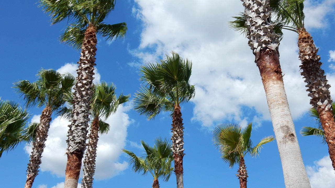 Photo of Others in Kissimmee