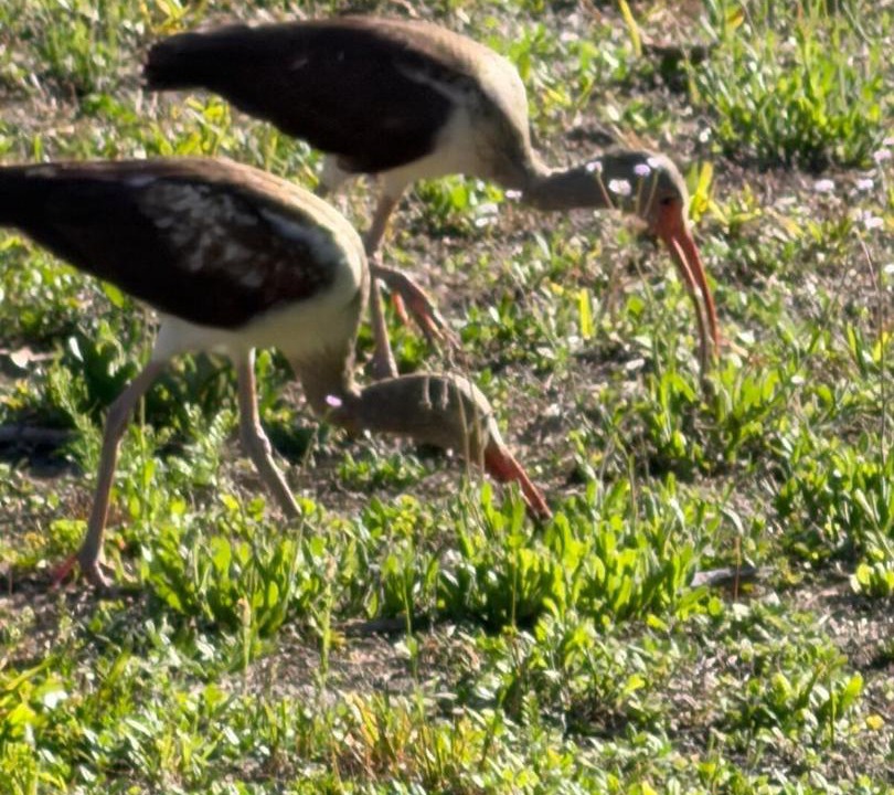 Photo of Others in Palatka