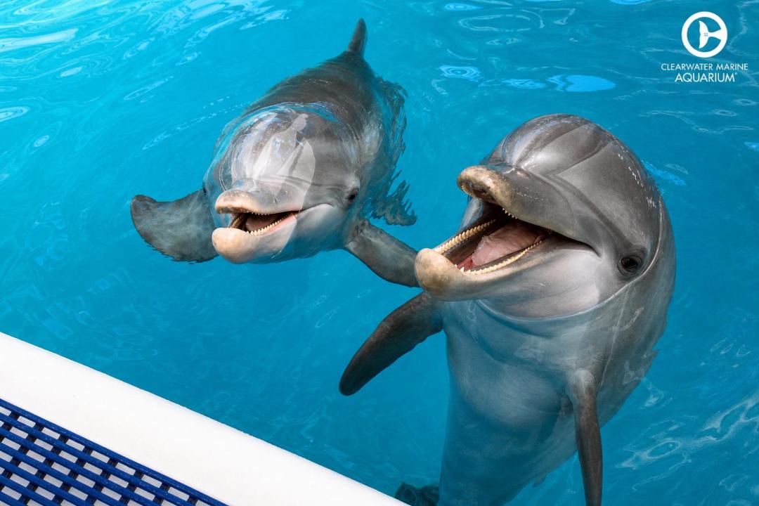 Photo of Others in Clearwater Beach