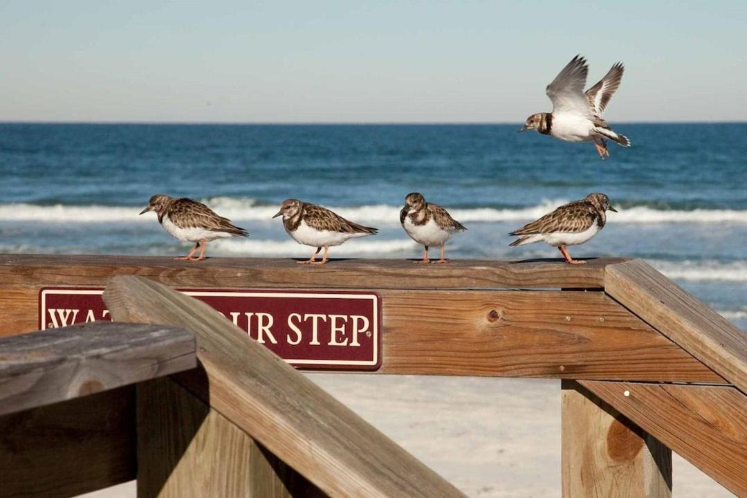 Photo of Others in New Smyrna Beach