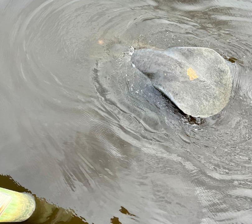 Photo of Others in Ochlockonee Bay