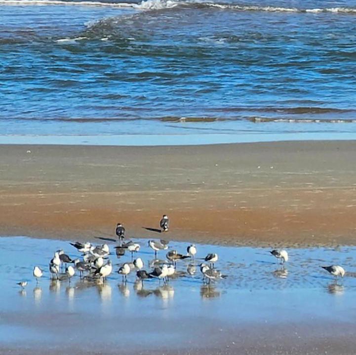 Photo of Others in East Daytona